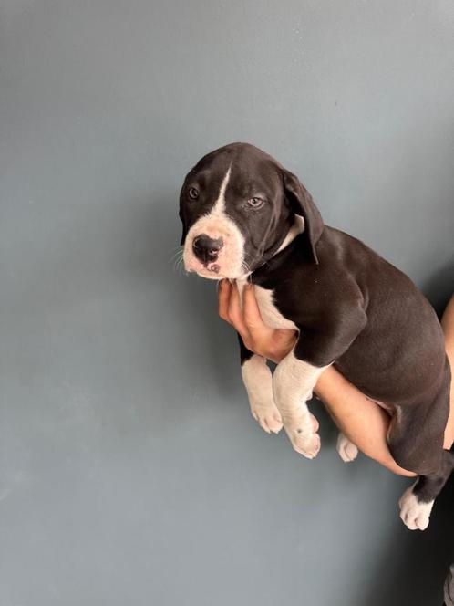 Pitbull xl bully, Dieren en Toebehoren, Honden | Retrievers, Spaniëls en Waterhonden, Meerdere dieren, Overige rassen, Particulier
