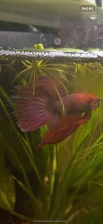 Betta halfmoon, Dieren en Toebehoren, Vissen | Aquariumvissen, Vis