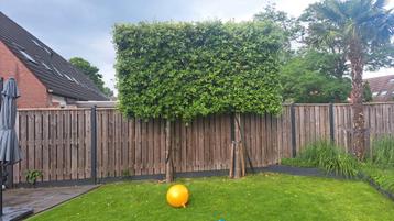 2x Steeneik leiboom (Quercus ilex)
volgroeid beschikbaar voor biedingen