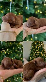 Dwergpoedel puppy's, Dieren en Toebehoren, Poedel, België, Particulier, Rabiës (hondsdolheid)