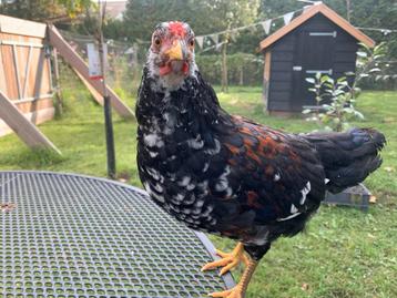 2 hennetjes met 1 haantje 3 mnd oud beschikbaar voor biedingen
