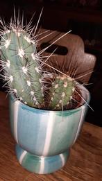 Cactus in pot, Ophalen of Verzenden, Minder dan 100 cm, In pot, Cactus