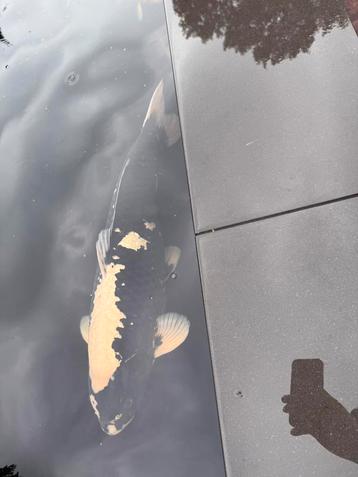 ginrin kumonryu 78cm beschikbaar voor biedingen