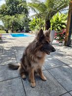 Oud Duitse herder reu 7 jaar, Dieren en Toebehoren, Honden | Herdershonden en Veedrijvers, 6 jaar of ouder, Reu, Rabiës (hondsdolheid)