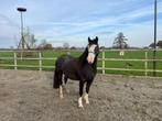 Welsh sectie C merrie zwart, Dieren en Toebehoren, Paarden, Merrie, Recreatiepaard