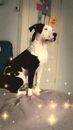 Goed mandje gezocht voor stafford van 2 jaar oud (reu), Reu, 1 tot 2 jaar, Eén hond, Middel