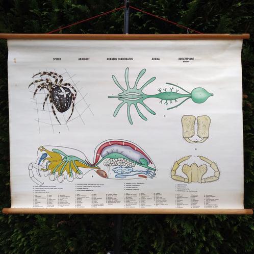 Zweedse schoolplaat Kruisspin, Antiek en Kunst, Antiek | Schoolplaten, Natuur en Biologie, Ophalen of Verzenden