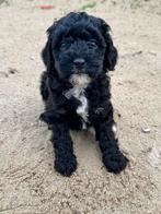 Mini doodle pups laatste teefje mag verhuizen ♥️, Dieren en Toebehoren, Honden | Chihuahua's en Gezelschapshonden, Overige rassen