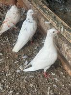 Hoogvliegers, Dieren en Toebehoren, Vogels | Duiven, Mannelijk