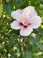 Hibiscus direct uit de volle grond, Volle zon, Vaste plant, Zomer, Ophalen