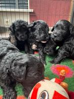 Prachige Medium Australian Labradoodle pups met stamboom, Overige rassen, CDV (hondenziekte), 8 tot 15 weken, Meerdere