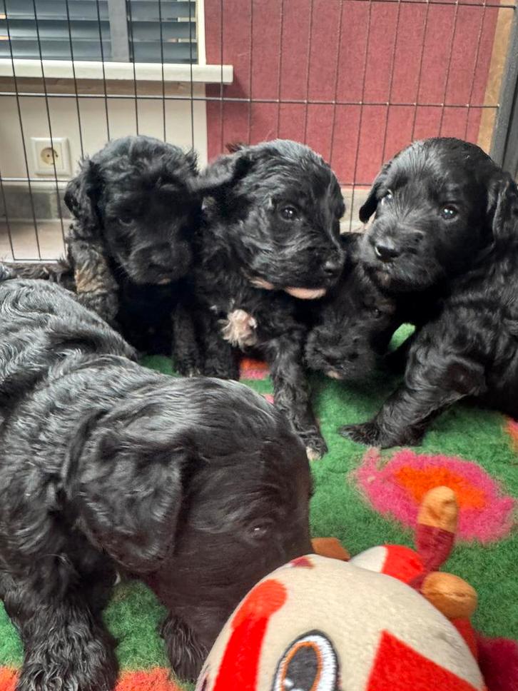 Prachige Medium Australian Labradoodle pups met stamboom, Dieren en Toebehoren, Honden | Retrievers, Spaniëls en Waterhonden, Meerdere dieren