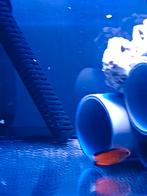 Centropyge  Ferrugata roestige dwergkeizer zoutwatervis, Dieren en Toebehoren, Vis, Zoutwatervis