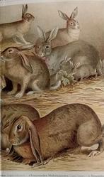 Lithografische prent Konijnen 1895, Verzenden, Voor 1940, Gebruikt, Overige onderwerpen