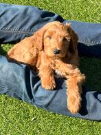 Australian multigenerate labradoodle mini pups, CDV (hondenziekte), 8 tot 15 weken, Meerdere, Nederland