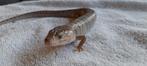 Jonge slakkenskink#3 (Hemisphaeriodon gerrardi) 3-3-2025, Amfibie, Tam, 0 tot 2 jaar