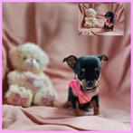 mooie lieve chihuahua pups, 8 tot 15 weken, Meerdere, Meerdere dieren, Chihuahua