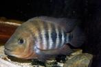 Midden Amerikaanse Cichliden: Amphilophus flaveolus Lake Apo, Vis, Zoetwatervis