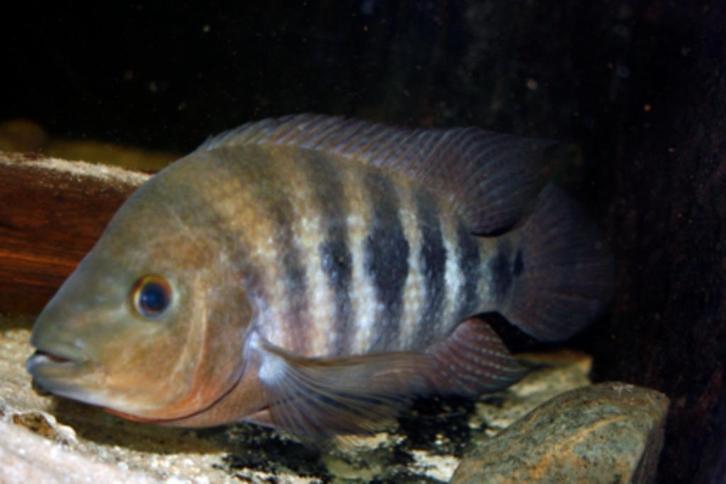 Midden Amerikaanse Cichliden: Amphilophus flaveolus Lake Apo, Dieren en Toebehoren, Vissen | Aquariumvissen, Zoetwatervis, Vis