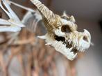 Halloween Skelet Draak 90cm Decoratie, Verzenden, Nieuw, Halloween of Griezel