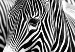 100 Zebra Vlies Fotobehang 350x250cm in 3 maten Nieuw 1000+, Huis en Inrichting, Stoffering | Behang, Ophalen of Verzenden, Minder dan 10 m²