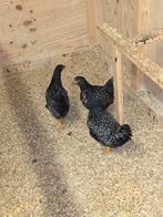 Barnevelder kriel zilverzwart dubbel gezoomd, Dieren en Toebehoren, Pluimvee, Vrouwelijk, Kip
