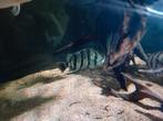Datnioides polota 27cm, Dieren en Toebehoren, Vissen | Aquariumvissen, Vis