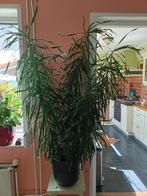 Grote kamerplant met ompot, Ophalen, Overige soorten, Halfschaduw, In pot