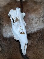 Schedel edelhert. Hert - skull - rariteitenkabinet -, Ophalen of Verzenden, Gebruikt, Hert, Schedel