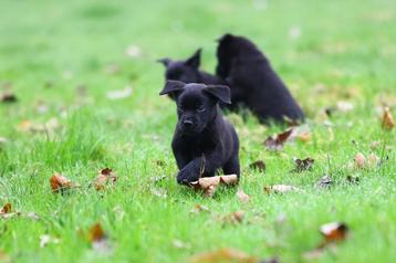 labrador pups, blij🥰aanhankelijk, zoeken een liefdevol huis beschikbaar voor biedingen