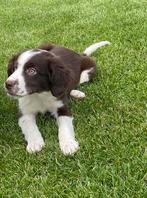 Prachtige BORDER COLLIE x FRIESE STABIJ pups, Nederland, CDV (hondenziekte), 8 tot 15 weken, Meerdere
