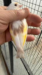 Eaglehead Major Putter Pop 2025, Dieren en Toebehoren, Vogels | Overige Vogels, Vrouwelijk, Wildzangvogel, Geringd