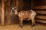 Maanvlek nubische bokje, Dieren en Toebehoren, Schapen, Geiten en Varkens, Mannelijk, Geit