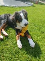 Super lieve pup Zwitserse Sennen - Sint Bernard, 15 weken tot 1 jaar, Eén hond, Nederland, Particulier