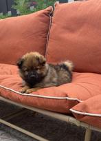 Dwergkeeshond pups zoeken een gouden mandje, Dieren en Toebehoren, Honden | Poolhonden, Keeshonden en Oertypen, België, Particulier