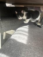 Lieve kitten van 9 weekjes oud, Dieren en Toebehoren, Katten en Kittens | Overige Katten, Meerdere dieren