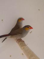 3-3 Oranjekaakjes, Dieren en Toebehoren, Vogels | Overige Vogels, Meerdere dieren, Tropenvogel, Geringd