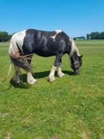 Tinker dekhengst, volbloed merrie, Dieren en Toebehoren, Hengst