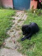 Zwarte labrador pups, CDV (hondenziekte), 8 tot 15 weken, Labrador retriever, Meerdere