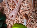 Rattenslang 1.0 butter tessera motley het. scaless en hypo, Dieren en Toebehoren, Slang, 0 tot 2 jaar