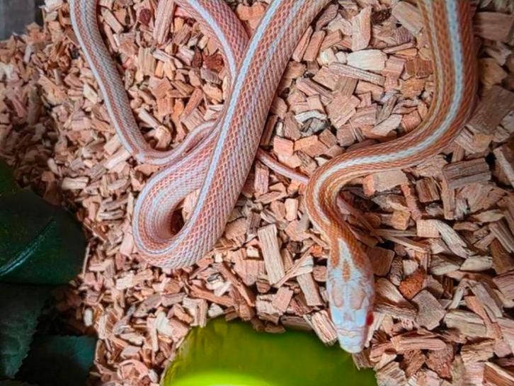 Rattenslang 1.0 butter tessera motley het. scaless en hypo