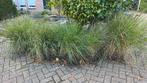 Siergras pollen, Tuin en Terras, Planten | Tuinplanten, Ophalen, Siergrassen, Volle zon