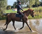 Prachtige 4 jarige merrie, Dieren en Toebehoren, Paarden, Merrie, Springpaard, B, Gechipt