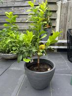 Citroenplant, Tuin en Terras, Planten | Bomen, Ophalen, Overige soorten