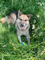 HzH-MOJO (in NL) lieve senior knuffelbeer zoekt thuis!, 6 jaar of ouder, Particulier, Rabiës (hondsdolheid), Reu