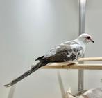 Bonte diamantduifjes koppel, Meerdere dieren