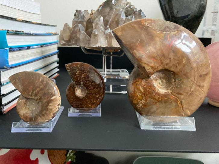Gepolijste Ammoniet Fossielen, Verzamelen, Mineralen en Fossielen, Fossiel, Ophalen of Verzenden