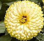 Goudsbloem cream dubbel, Ophalen of Verzenden, Gehele jaar, Volle zon, Zaad