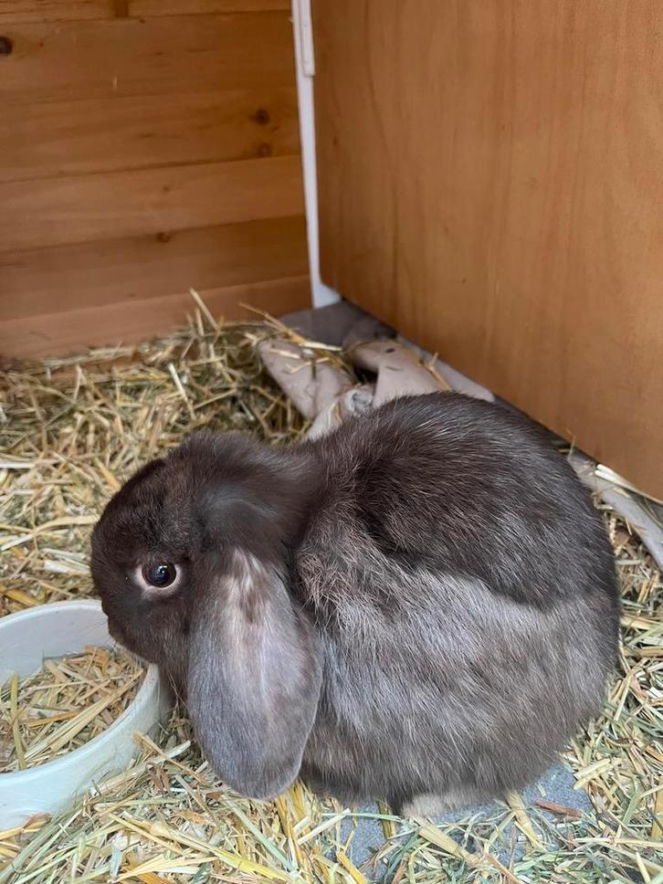 Konijnen mini lops, Dieren en Toebehoren, Konijnen, Dwerg, Meerdere dieren