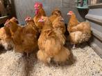 Toom orpington buff kippen, Dieren en Toebehoren, Pluimvee, Meerdere dieren, Kip